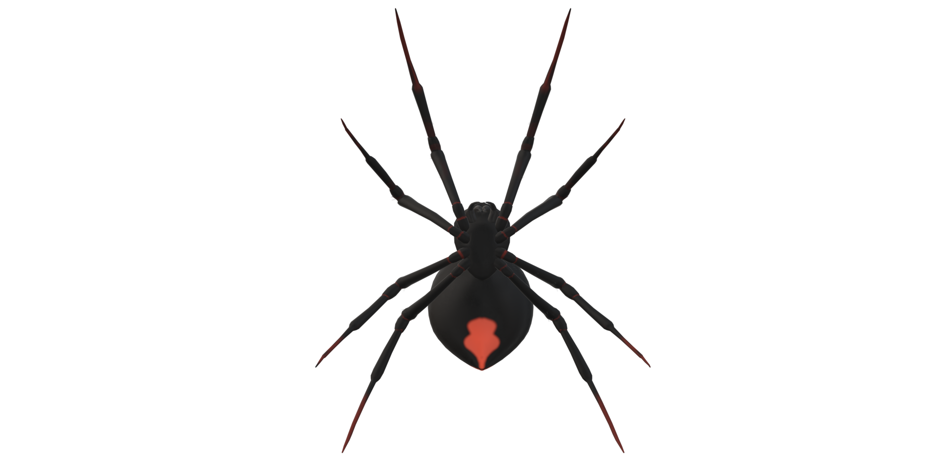 Spider isolated on a transparent Background png
