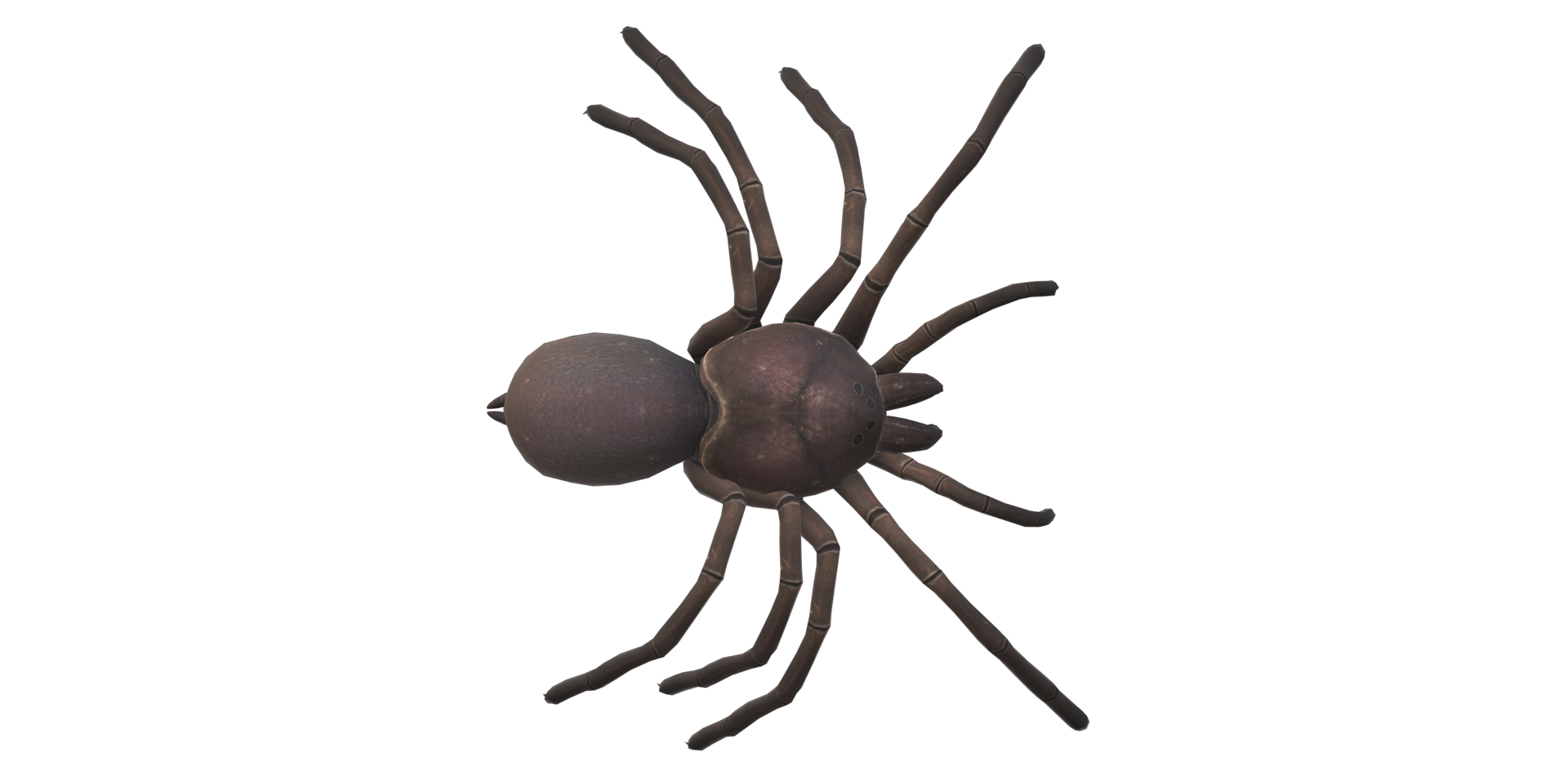 Spider isolated on a transparent Background png
