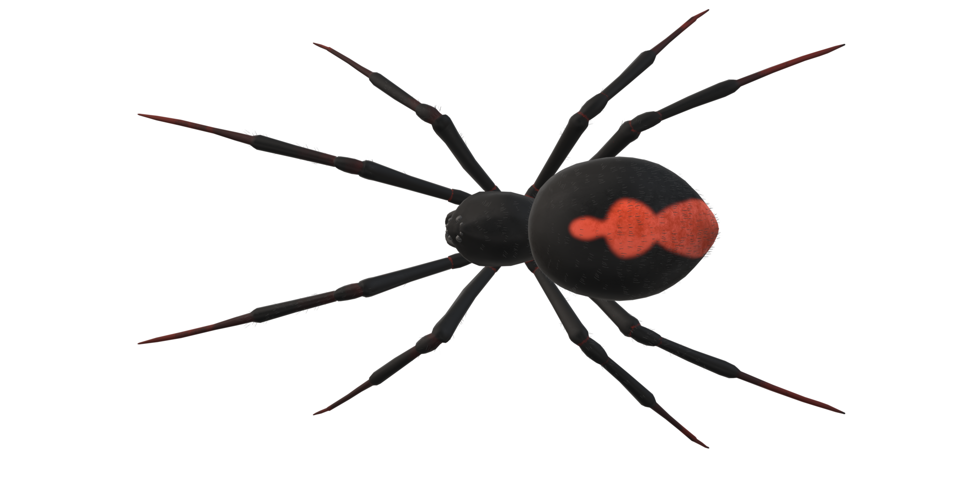 Spider isolated on a transparent Background png