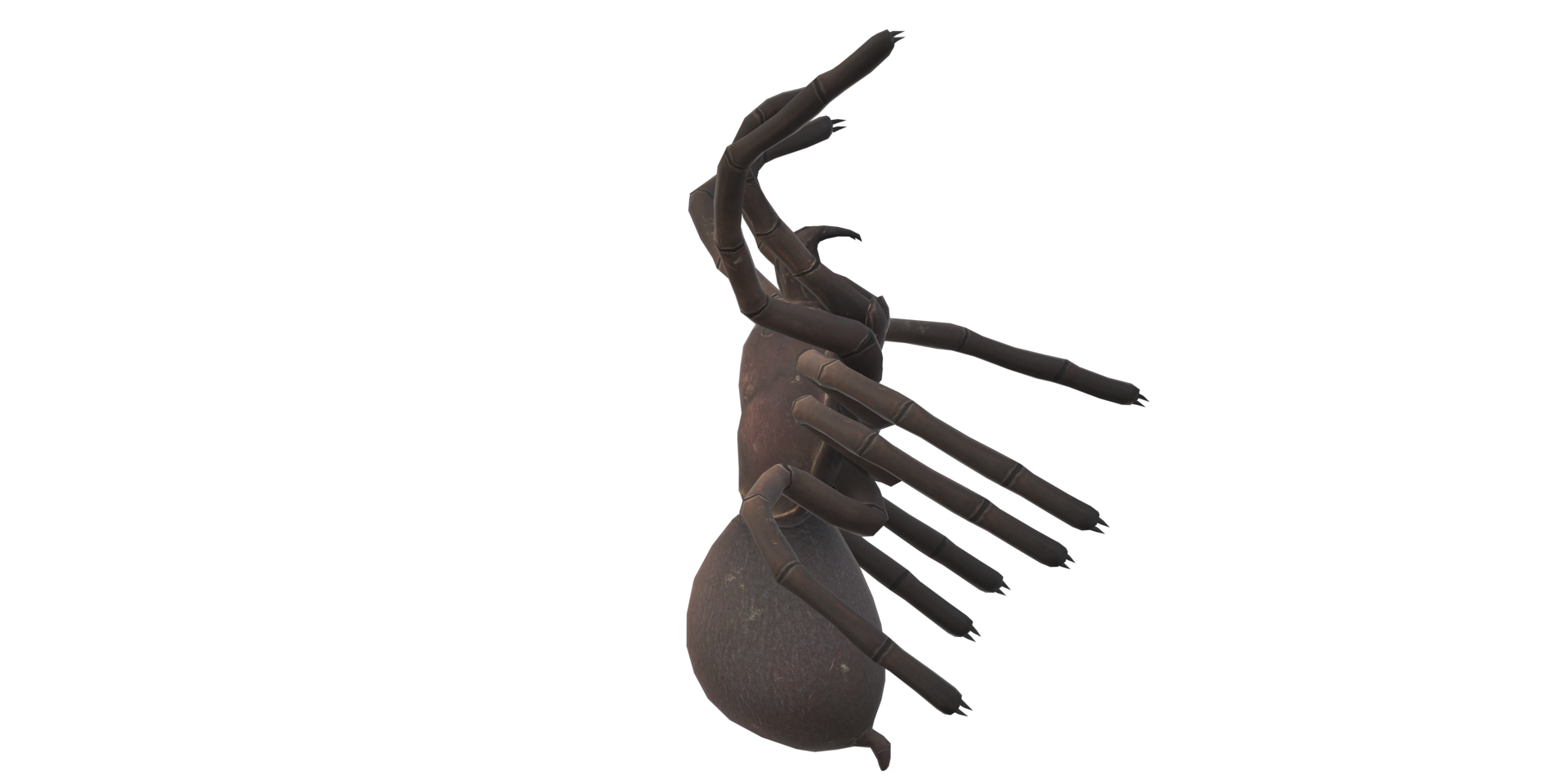 Spider isolated on a transparent Background png