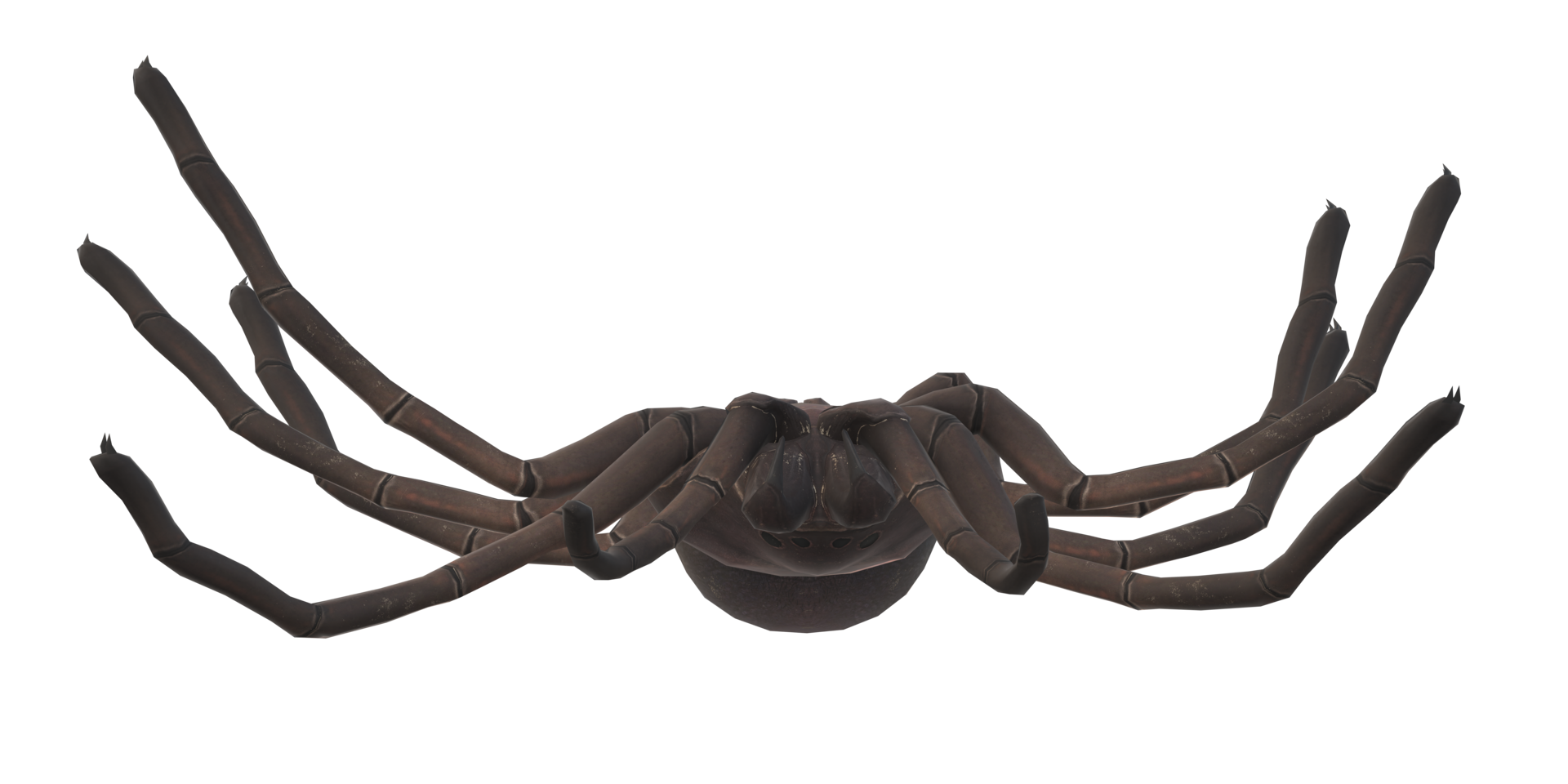 Spider isolated on a transparent Background png