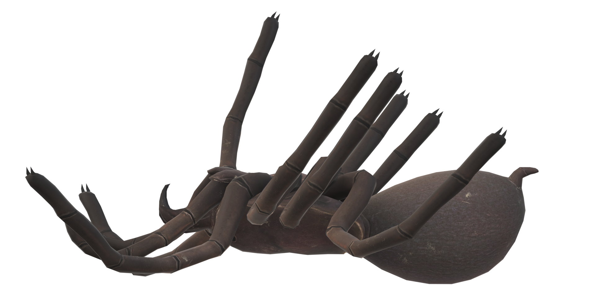 Spider isolated on a transparent Background png