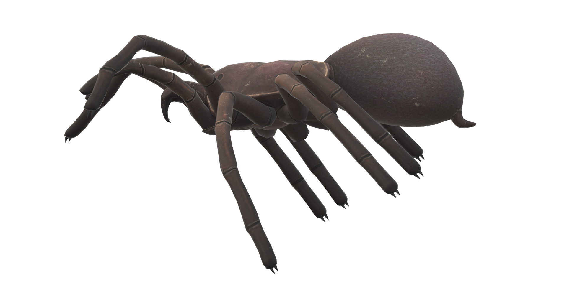 Spider isolated on a transparent Background png