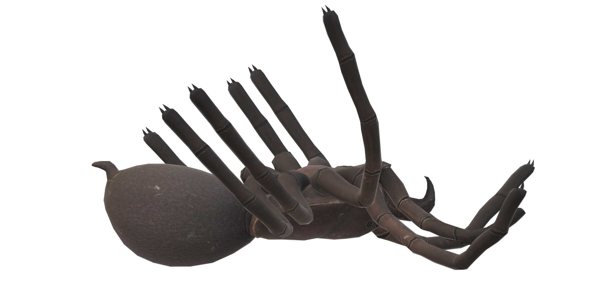 Spider isolated on a transparent Background png