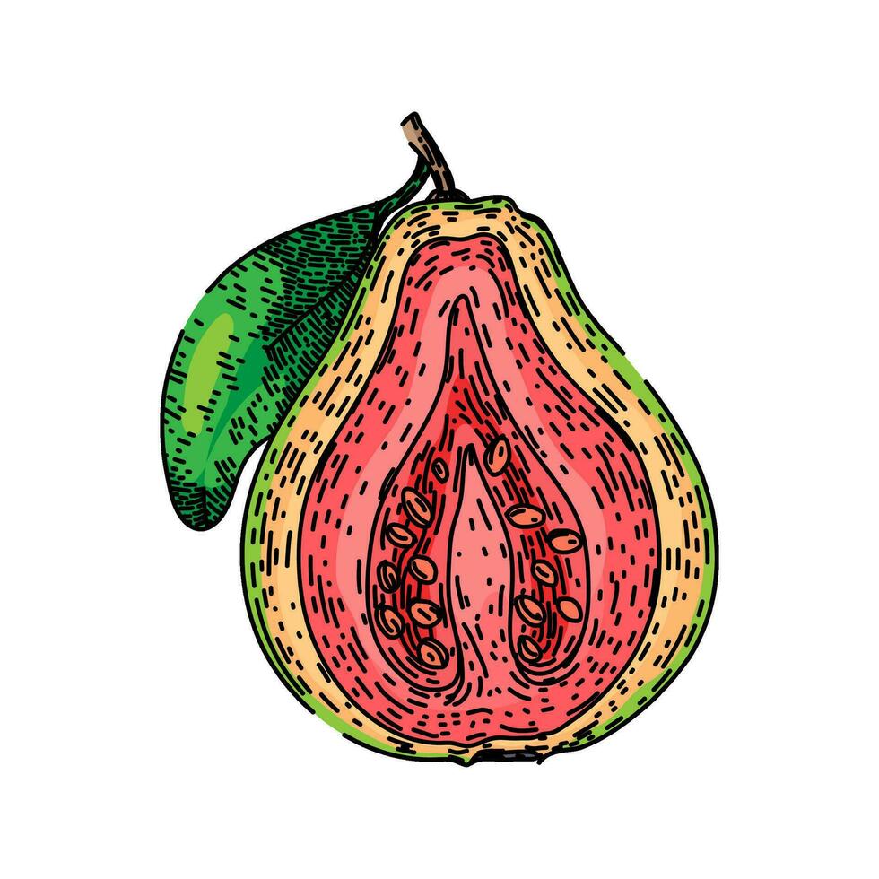 pink guava fruit sketch hand drawn vector
