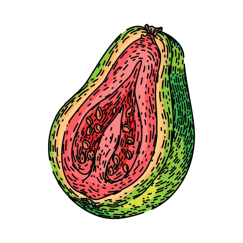 medio guayaba Fruta bosquejo mano dibujado vector