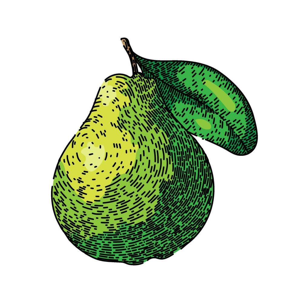rebanada guayaba Fruta bosquejo mano dibujado vector