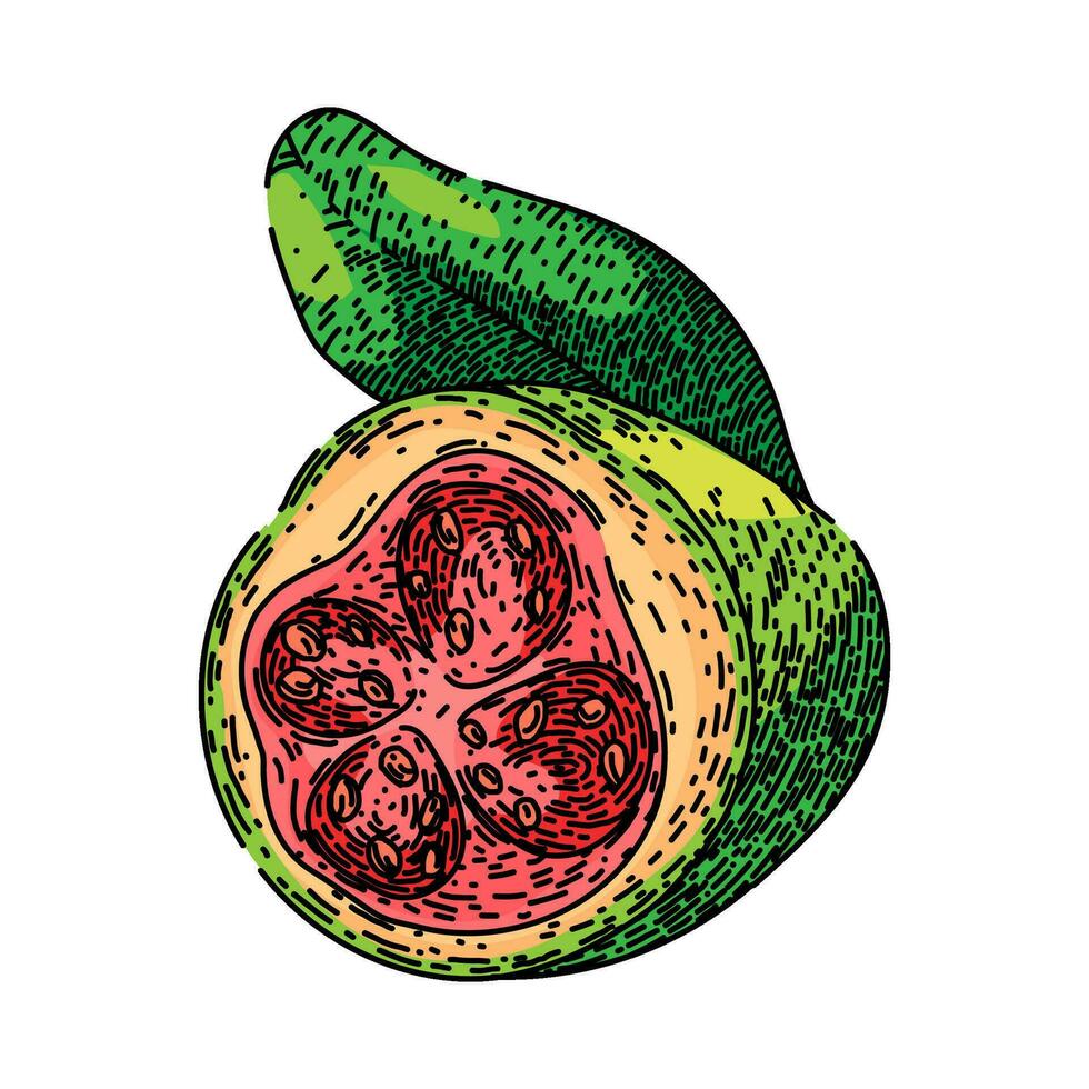 jugo guayaba Fruta bosquejo mano dibujado vector