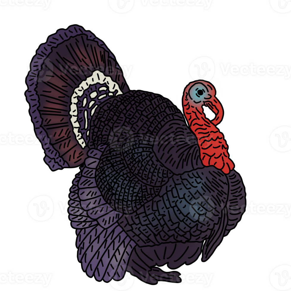 wild turkey bird png