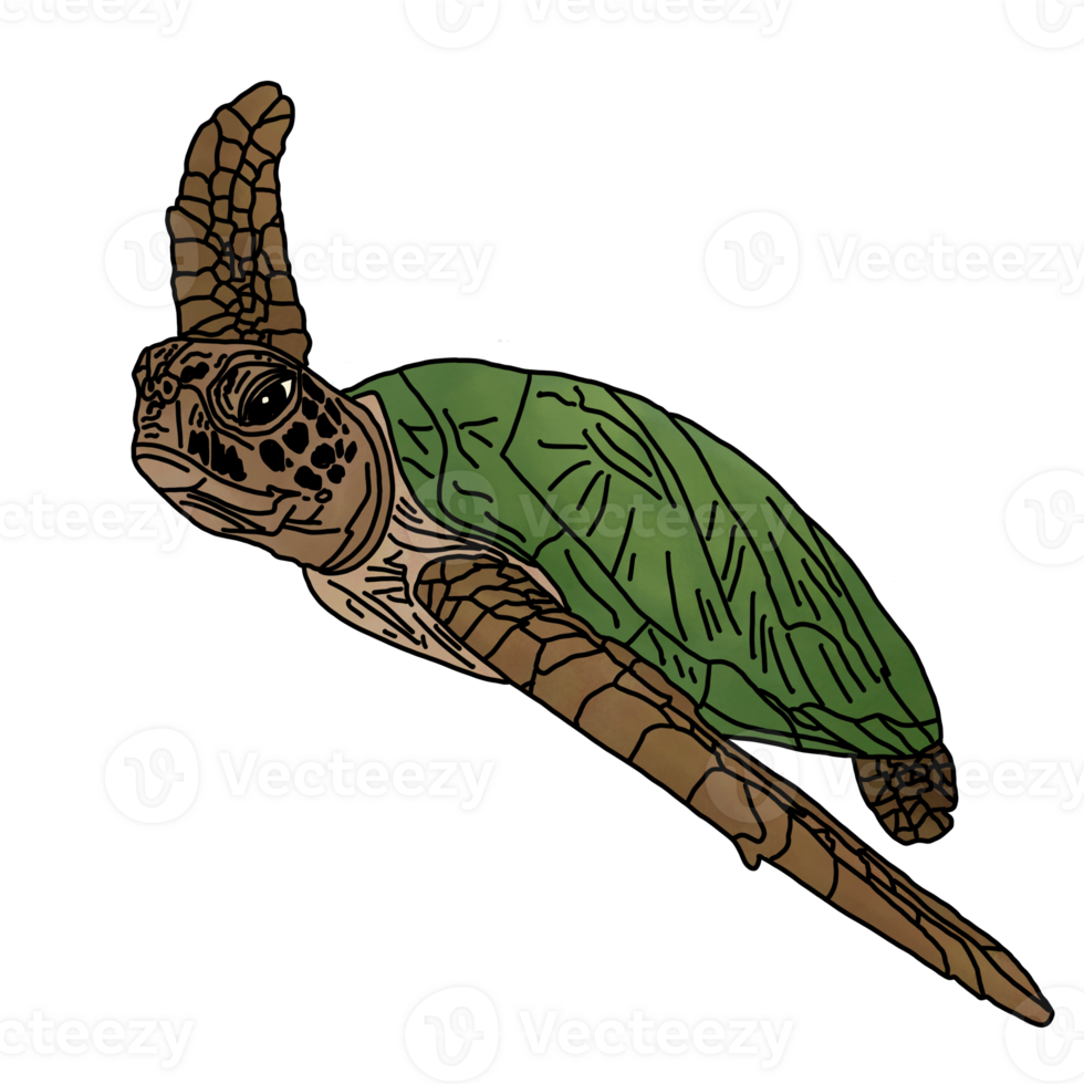 Little turtle swimming png