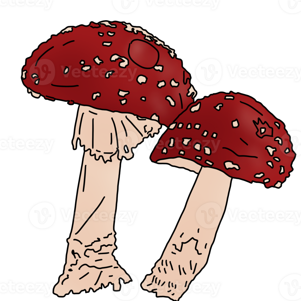 rojo venenoso seta png