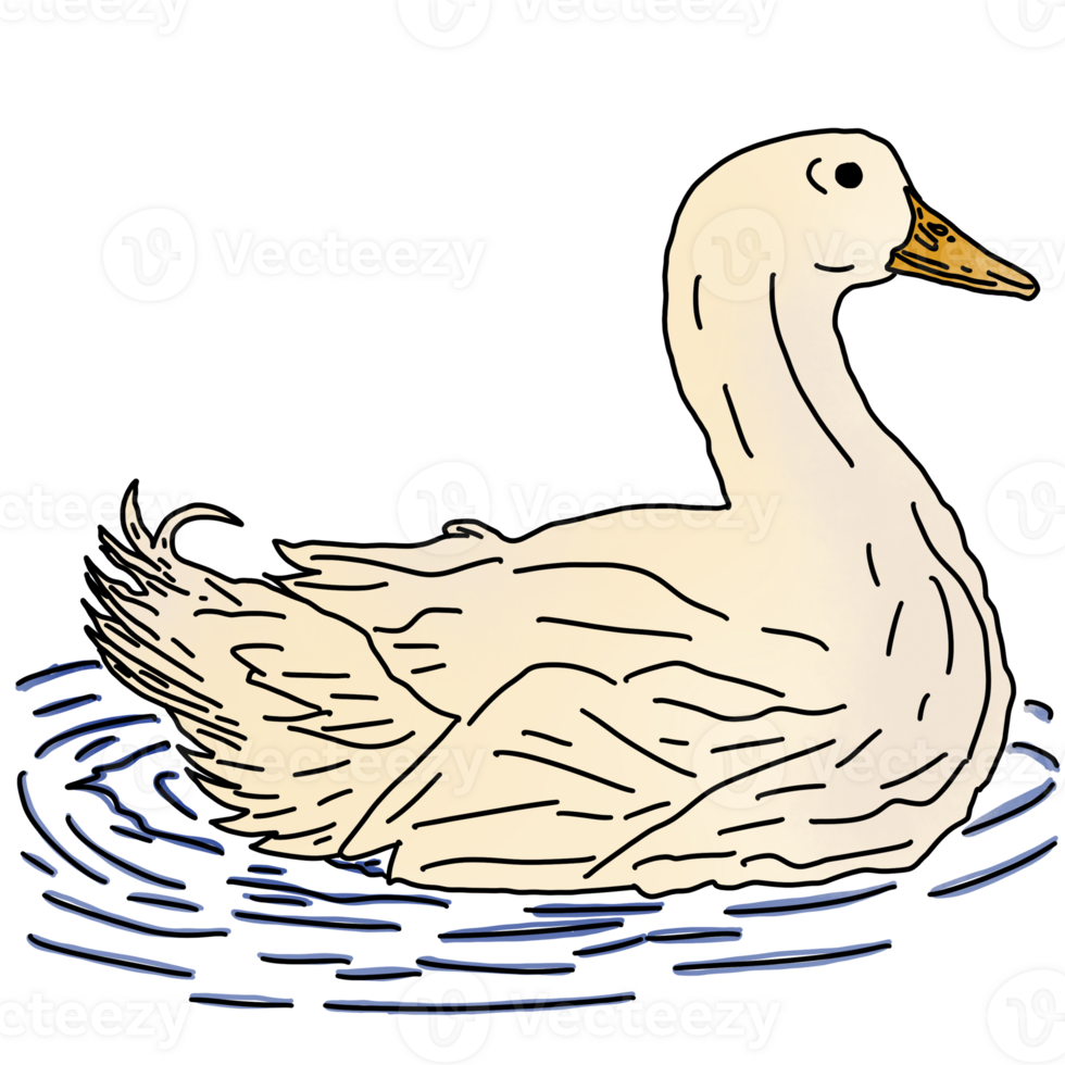 Duck in water png