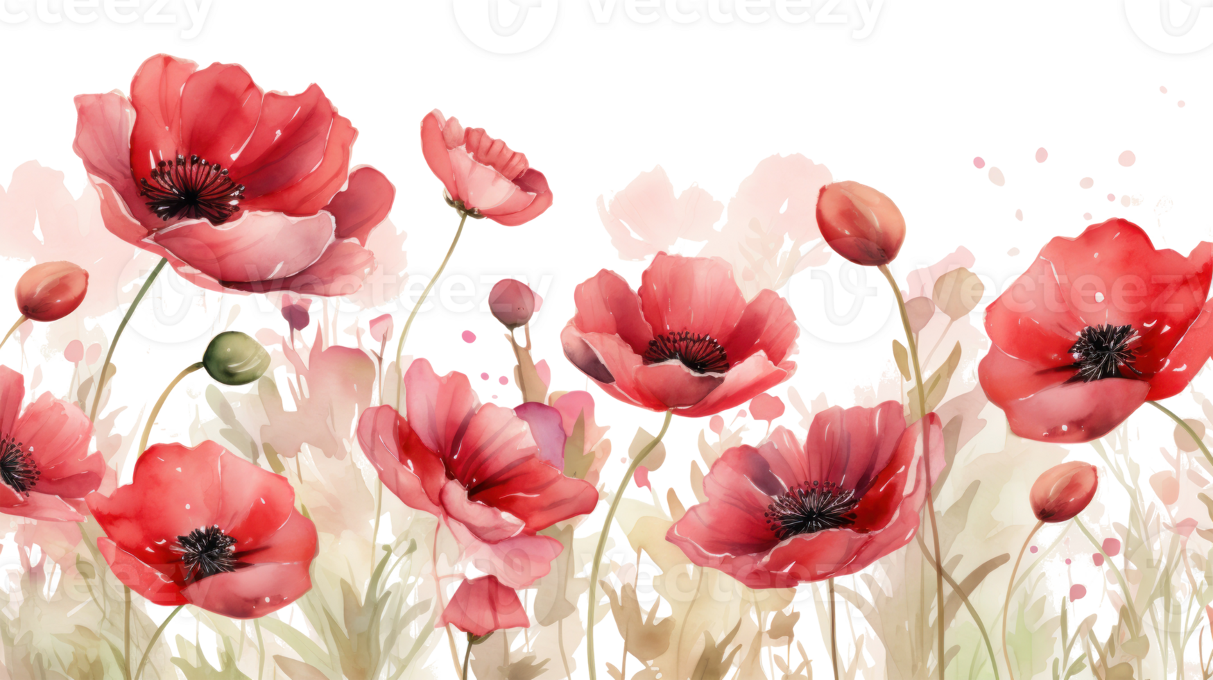 Poppy flowers isolated 26829284 PNG
