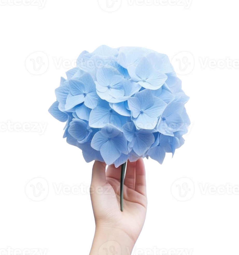 Hand holding a blue hydrangea flower png