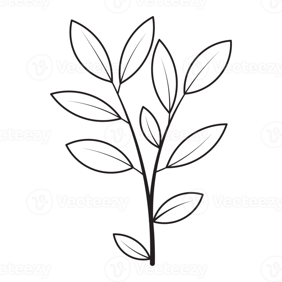 Bay Leaf Flower Graphic Sketch Drawing Outline Style png