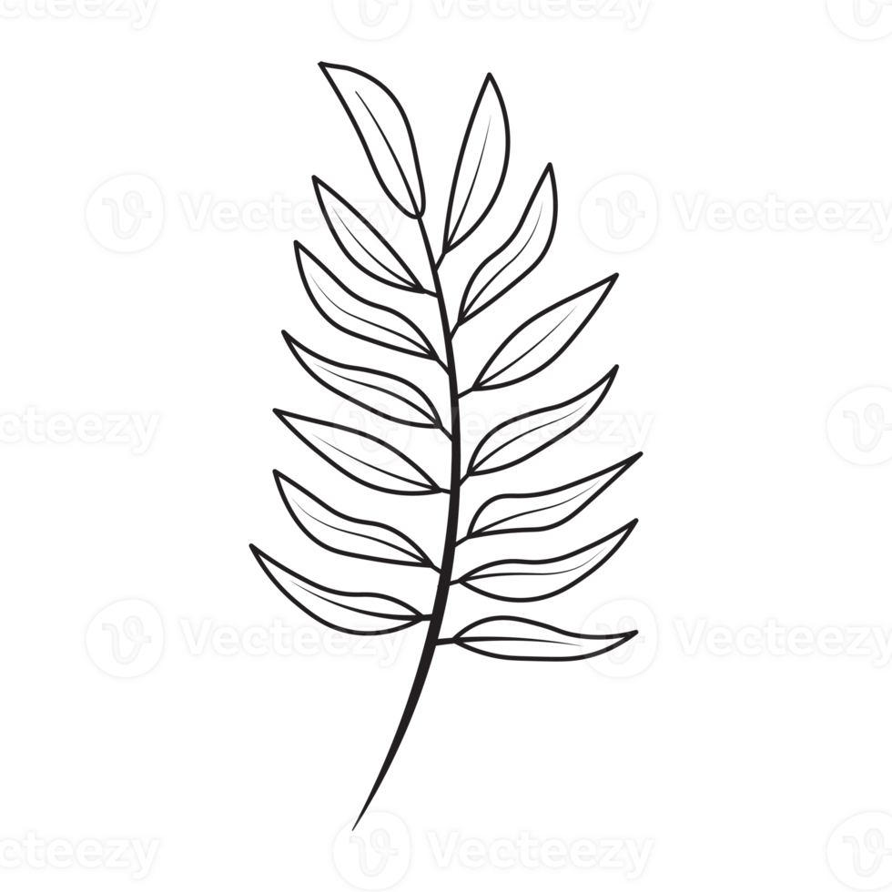 Fern Leaf Flower Graphic Sketch Drawing Outline Style png