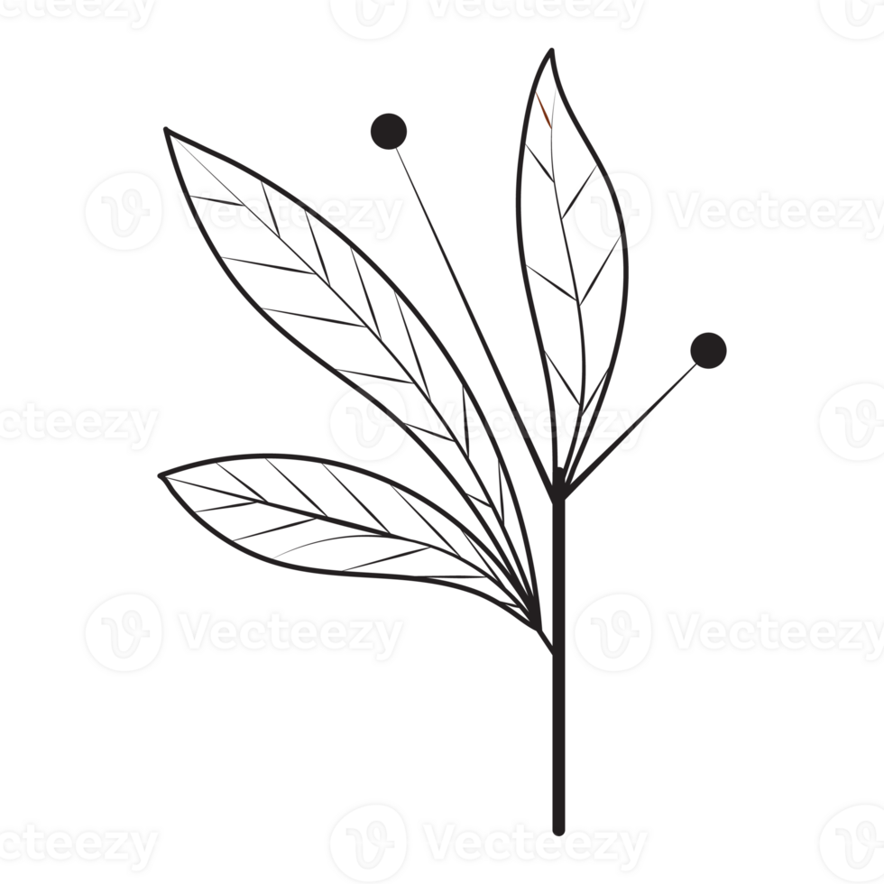 Oblanceolate Leaf Flower Graphic Sketch Drawing Outline Style png