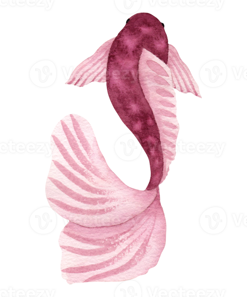 Watercolor fish illustration.Stylized style.Pink color fish. png
