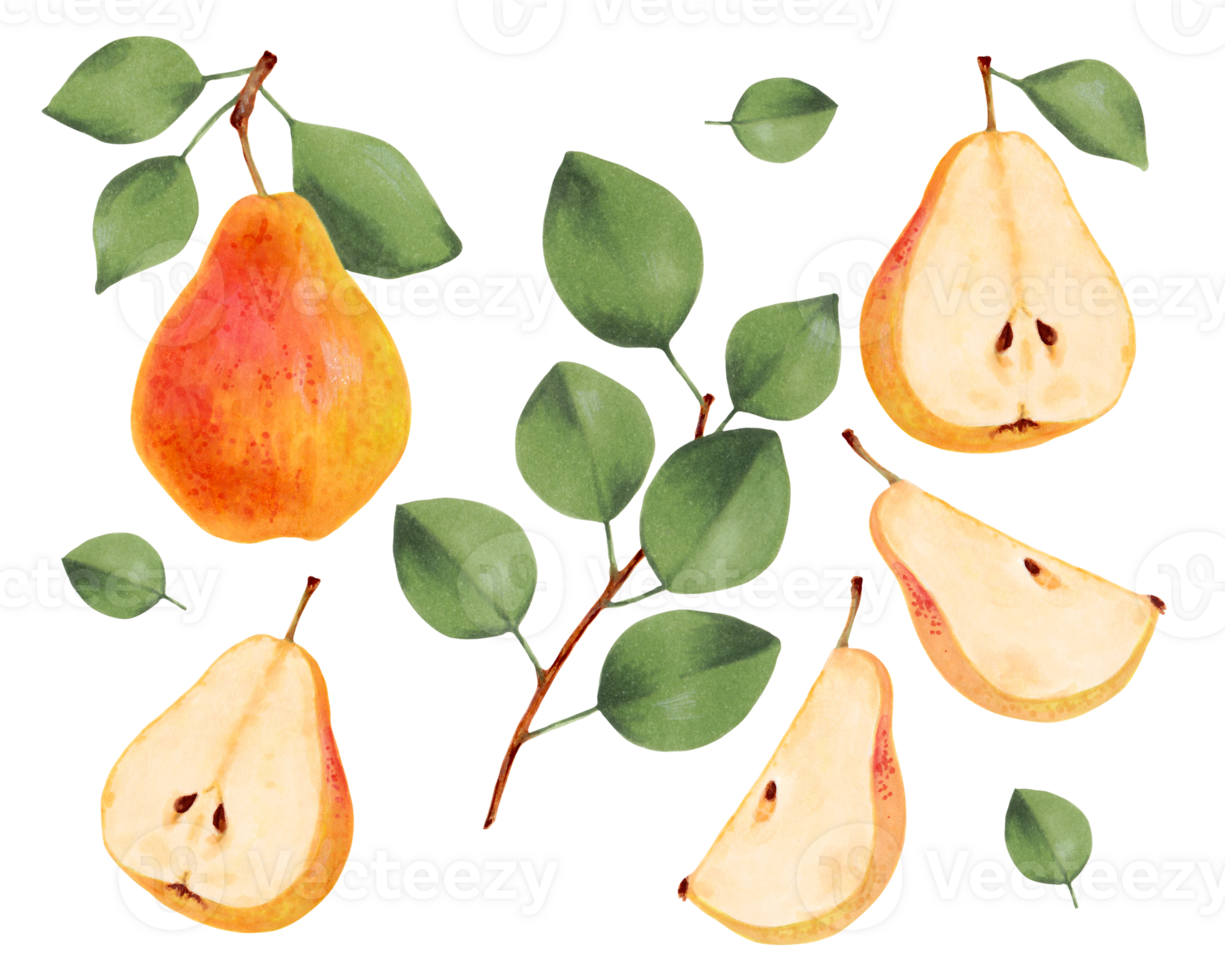 Set of yellow pears.Hand drawn with markers and watercolor.Whole, half and pieces of a pear with green leaves. Botanical artwork with delicious food to decorate your design. png