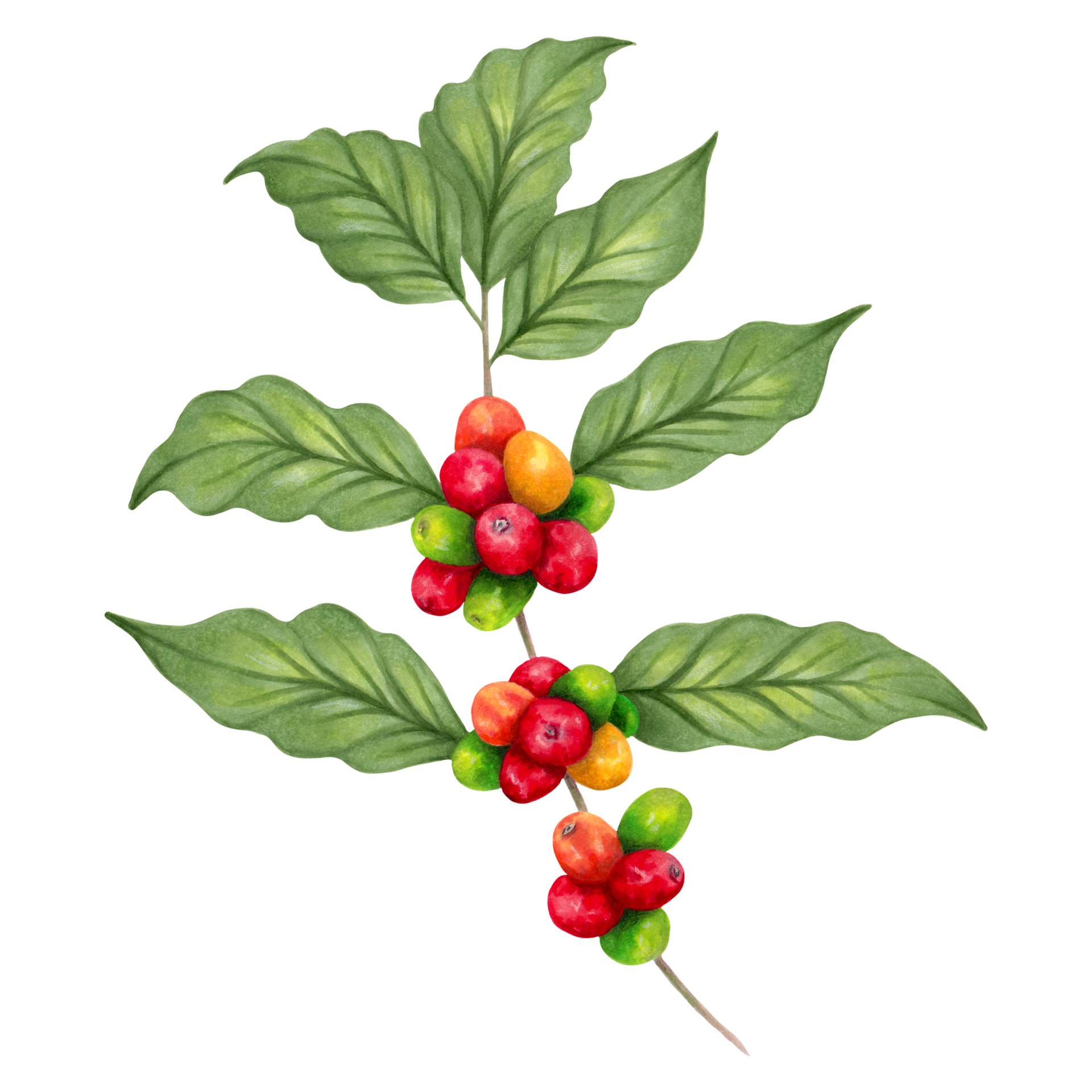 Branch of coffee tree.Coffee plant. Ripening coffee berries. Realistic