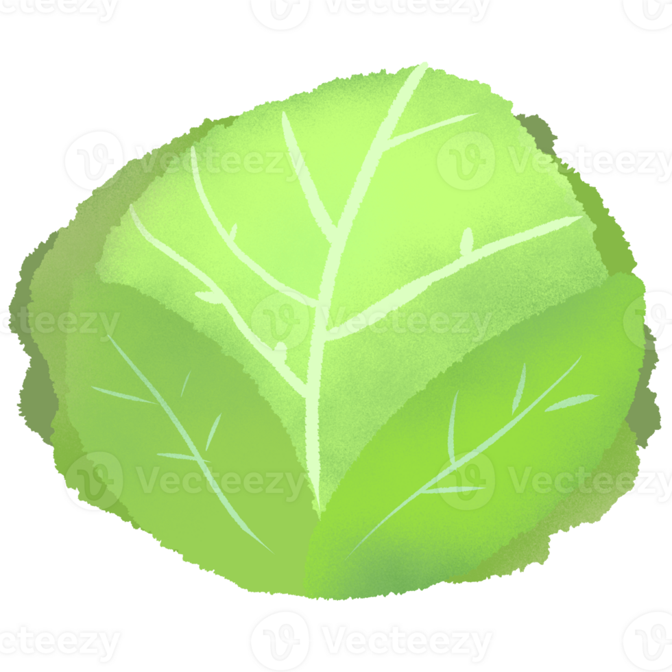 Green vegetable Cabbage png