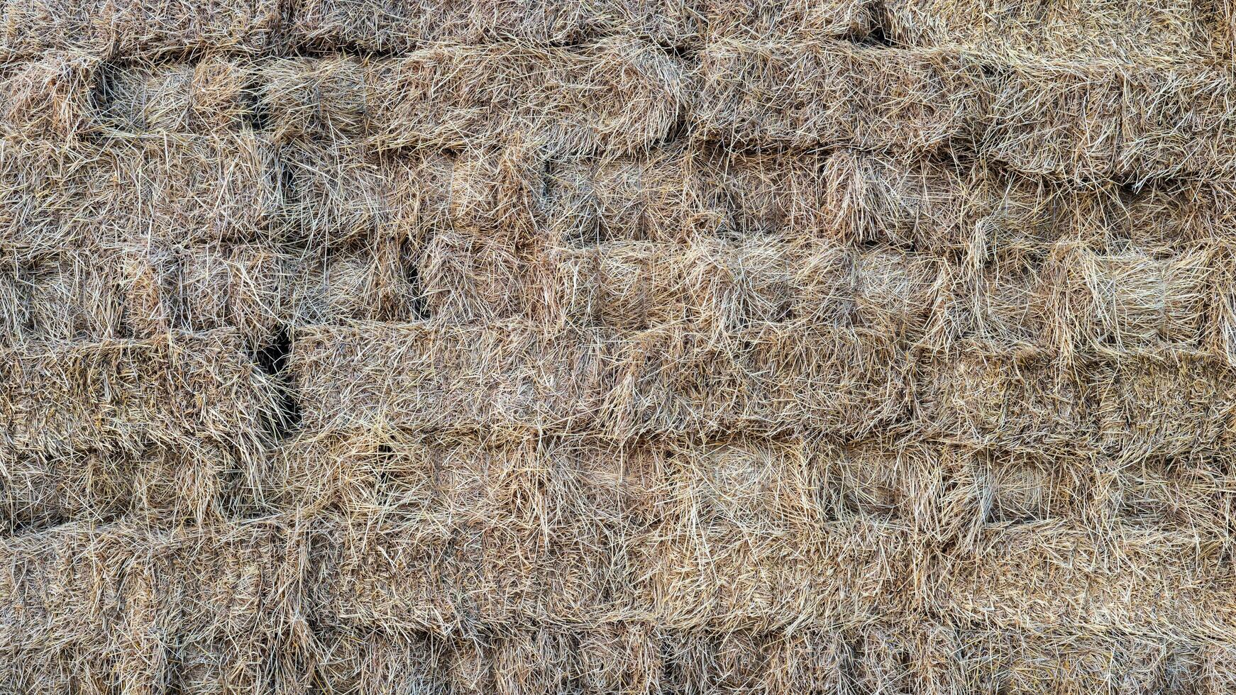 The background surface of the wall is piled up rice straw briquettes from the harvest stacked in rows. photo