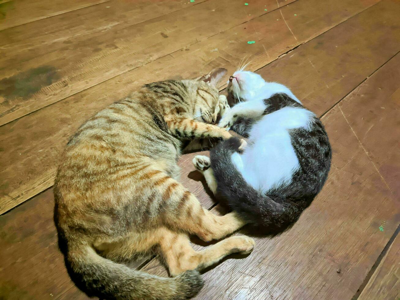 two domestic cats sleeping and hugging each other photo