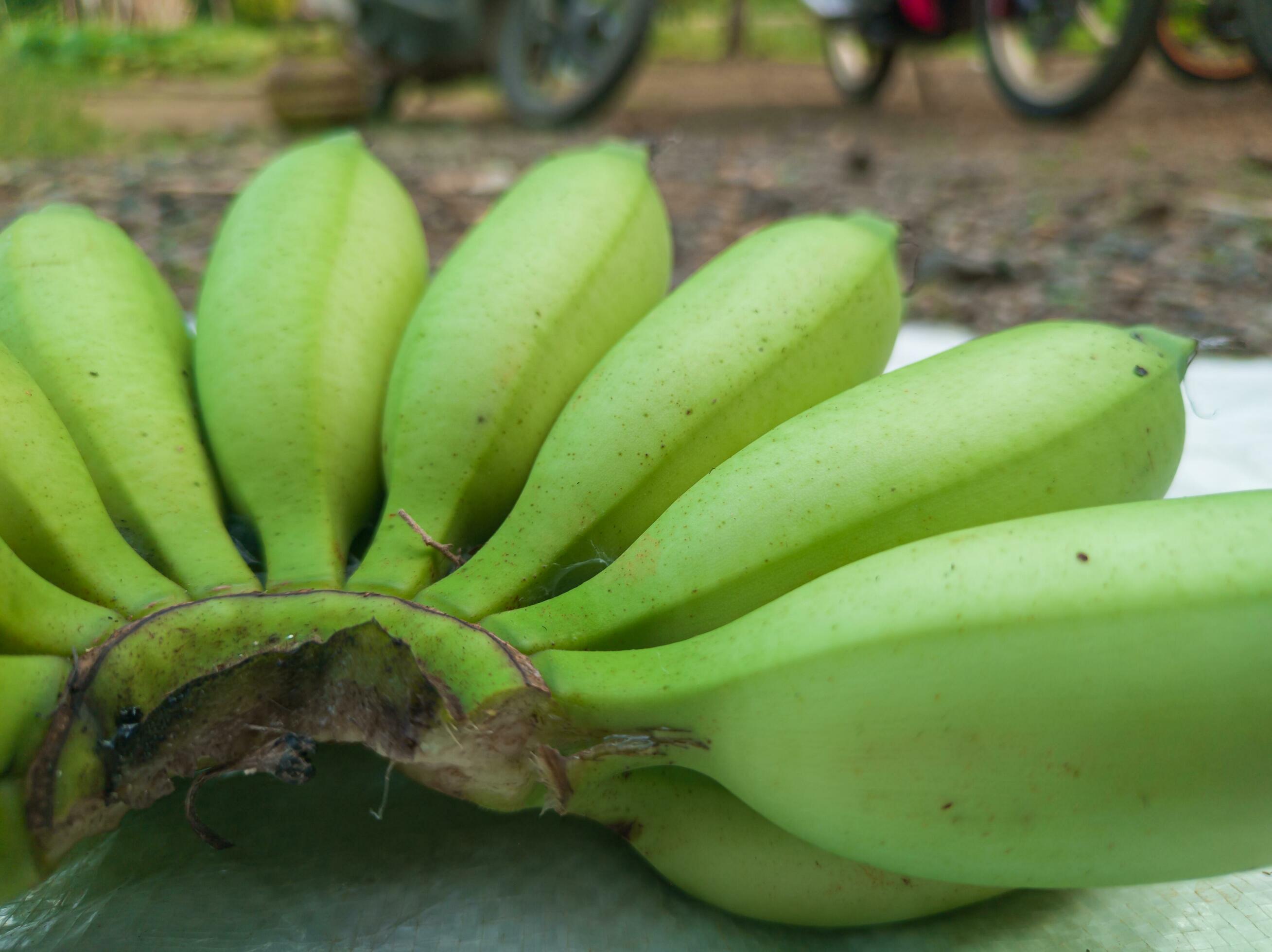 bunch of green bananas in the garden. Banana Aawak Agricultural