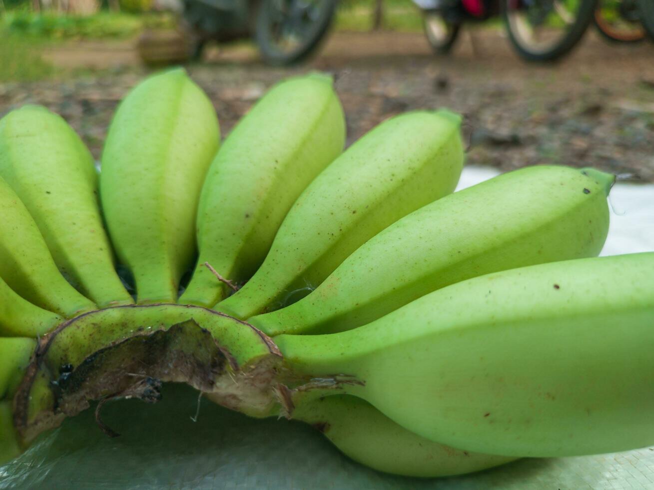 manojo de verde bananas en el jardín. plátano awak agrícola plantación foto