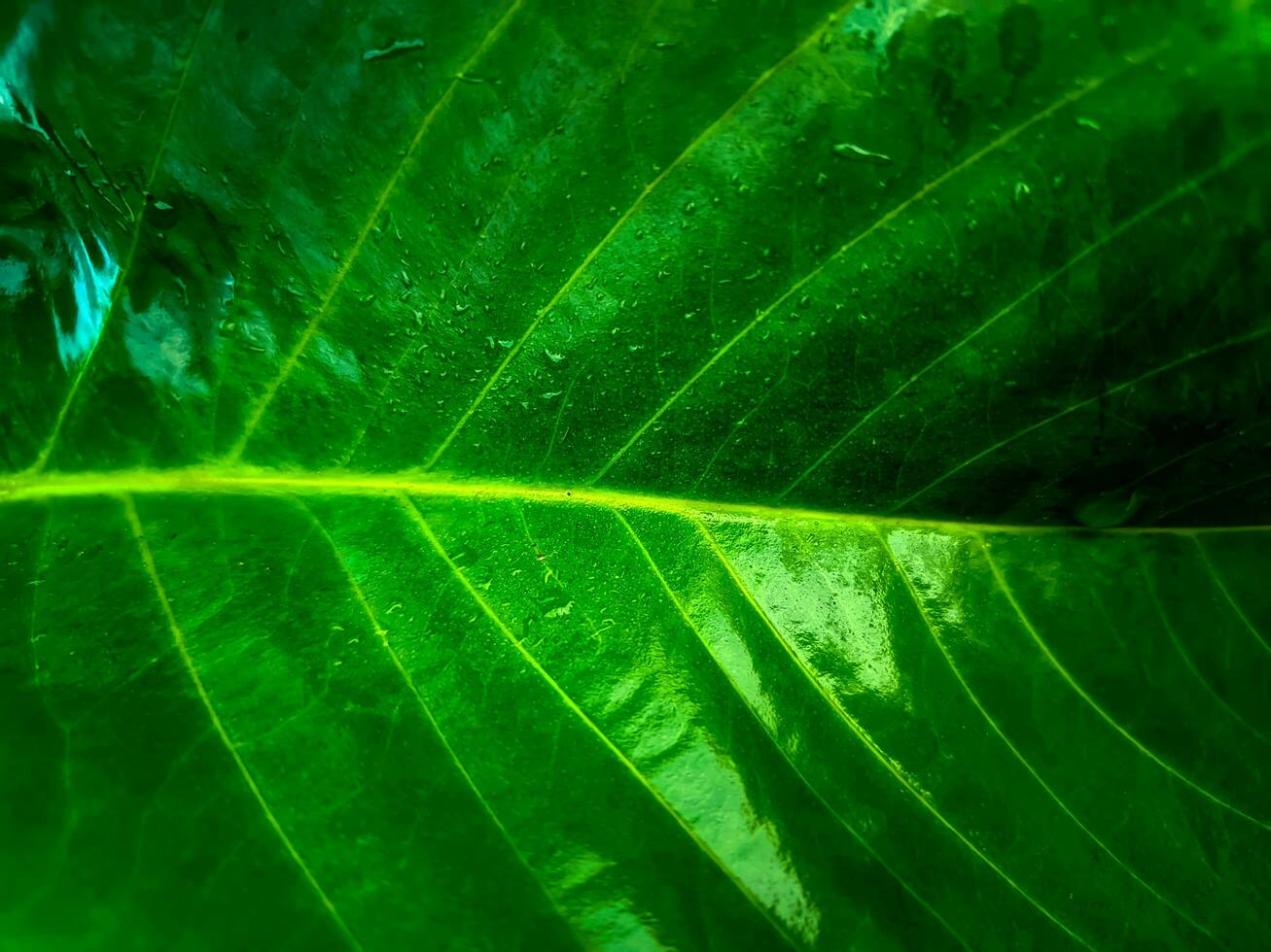 cerca arriba textura antecedentes modelo de mojado hojas foto