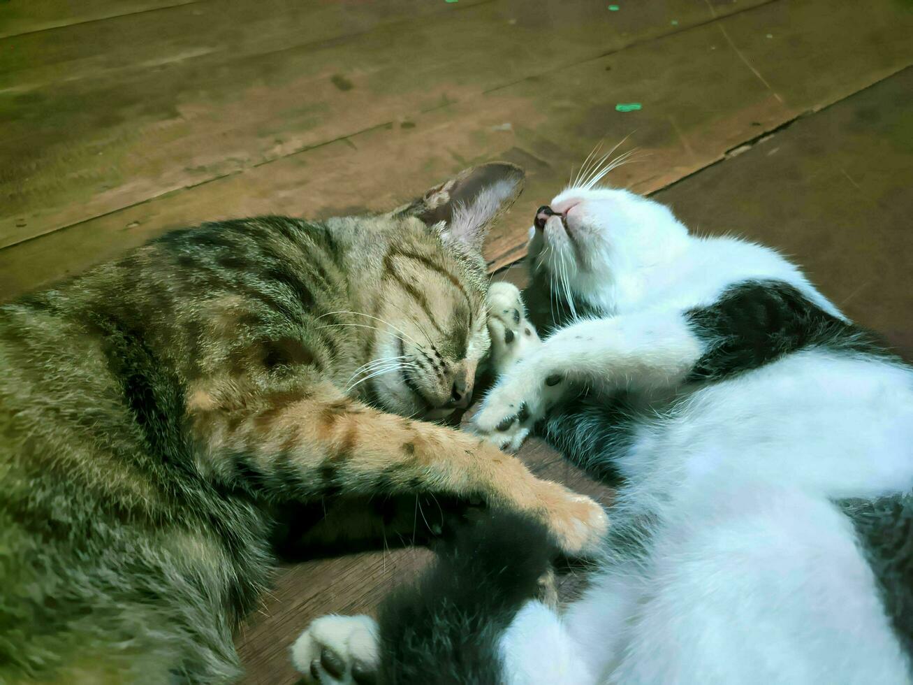 two domestic cats sleeping and hugging each other photo