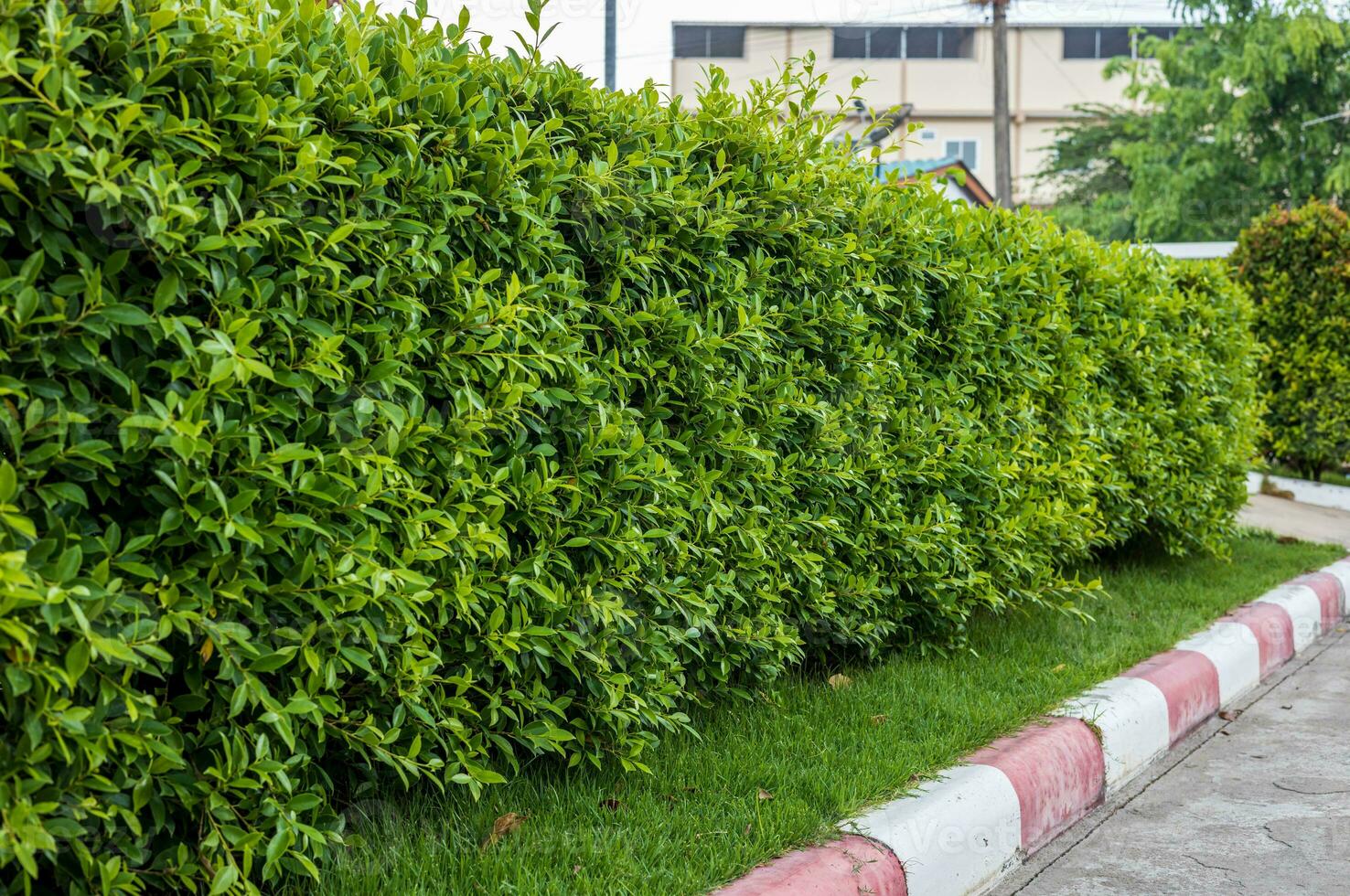 Side view of a fence wall with fresh green shrubs growing on the roadside. photo