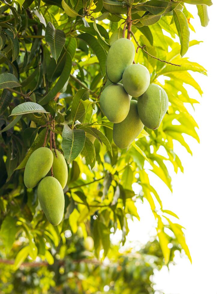 Low angle view of a bunch of unripe green mango fruits hanging from branches and their leaves. photo