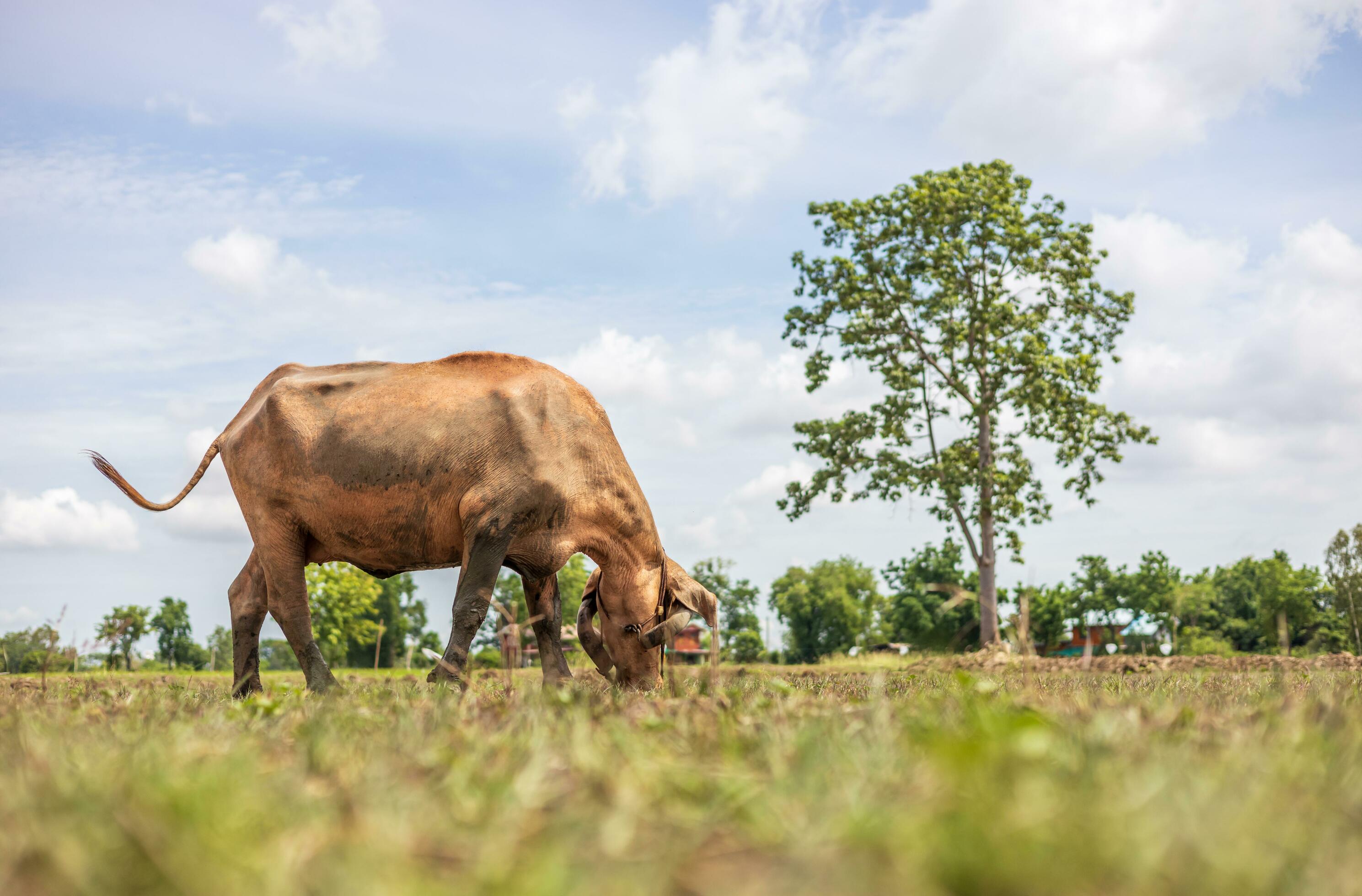 Muddy Cow - bdnui8p