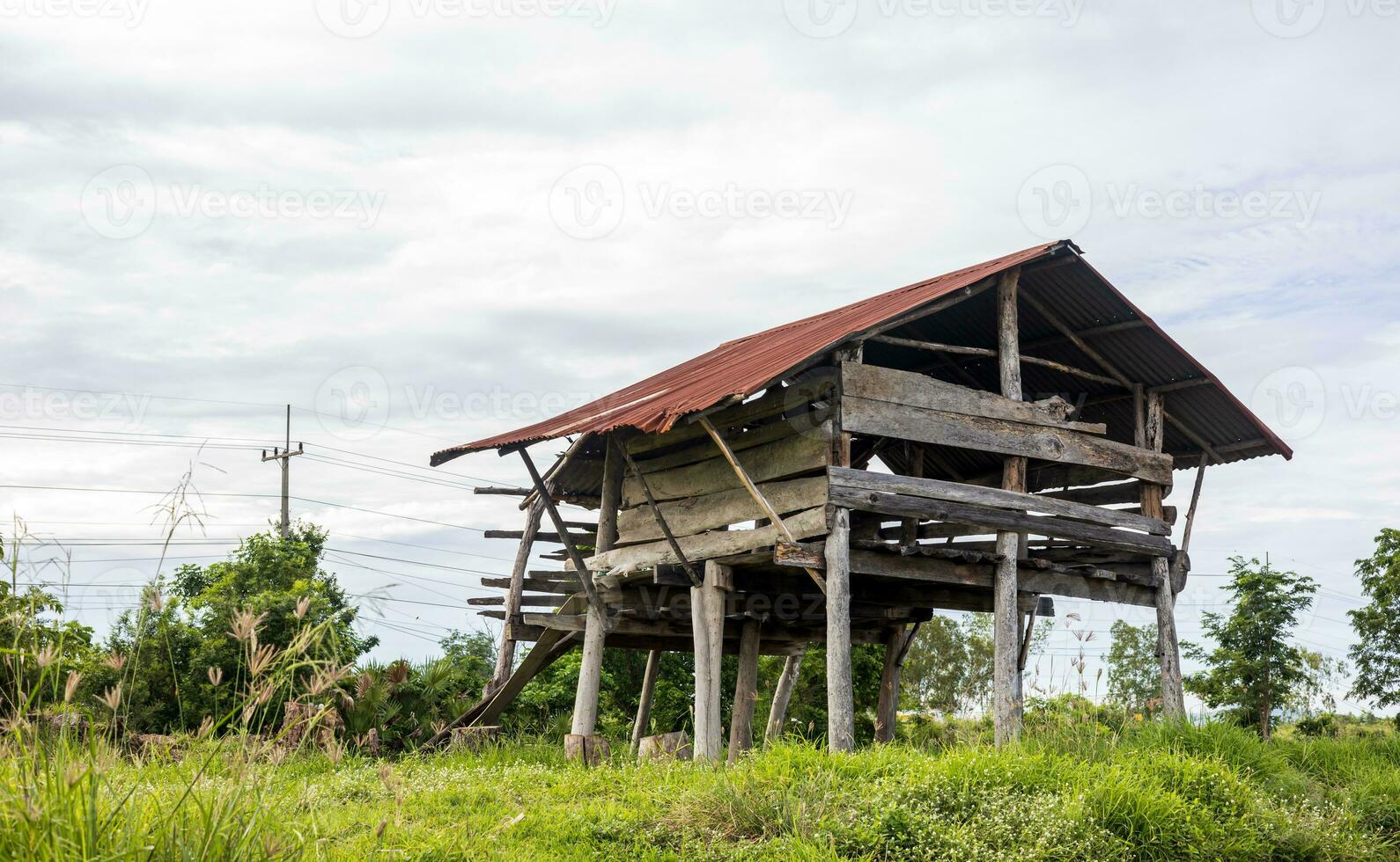 Low angle view through grassy weeds to the ruins of an old crumbling and decaying wooden hut. photo
