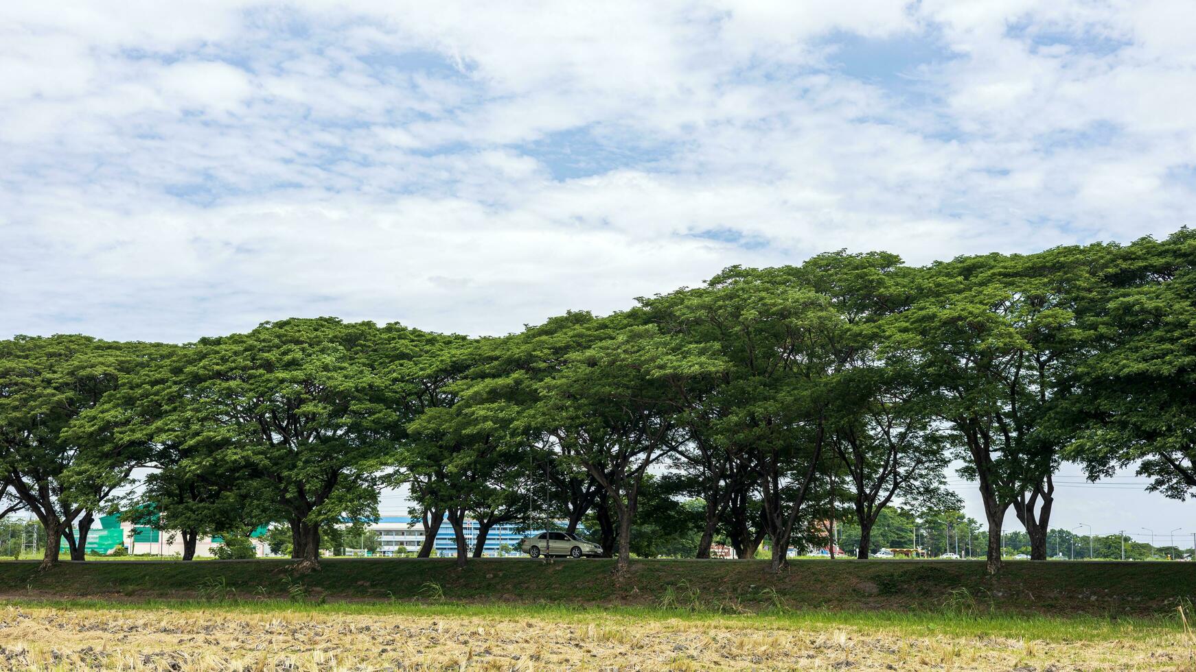 puntos de vista de grande arboles extensión a sombra el lado de el la carretera. foto