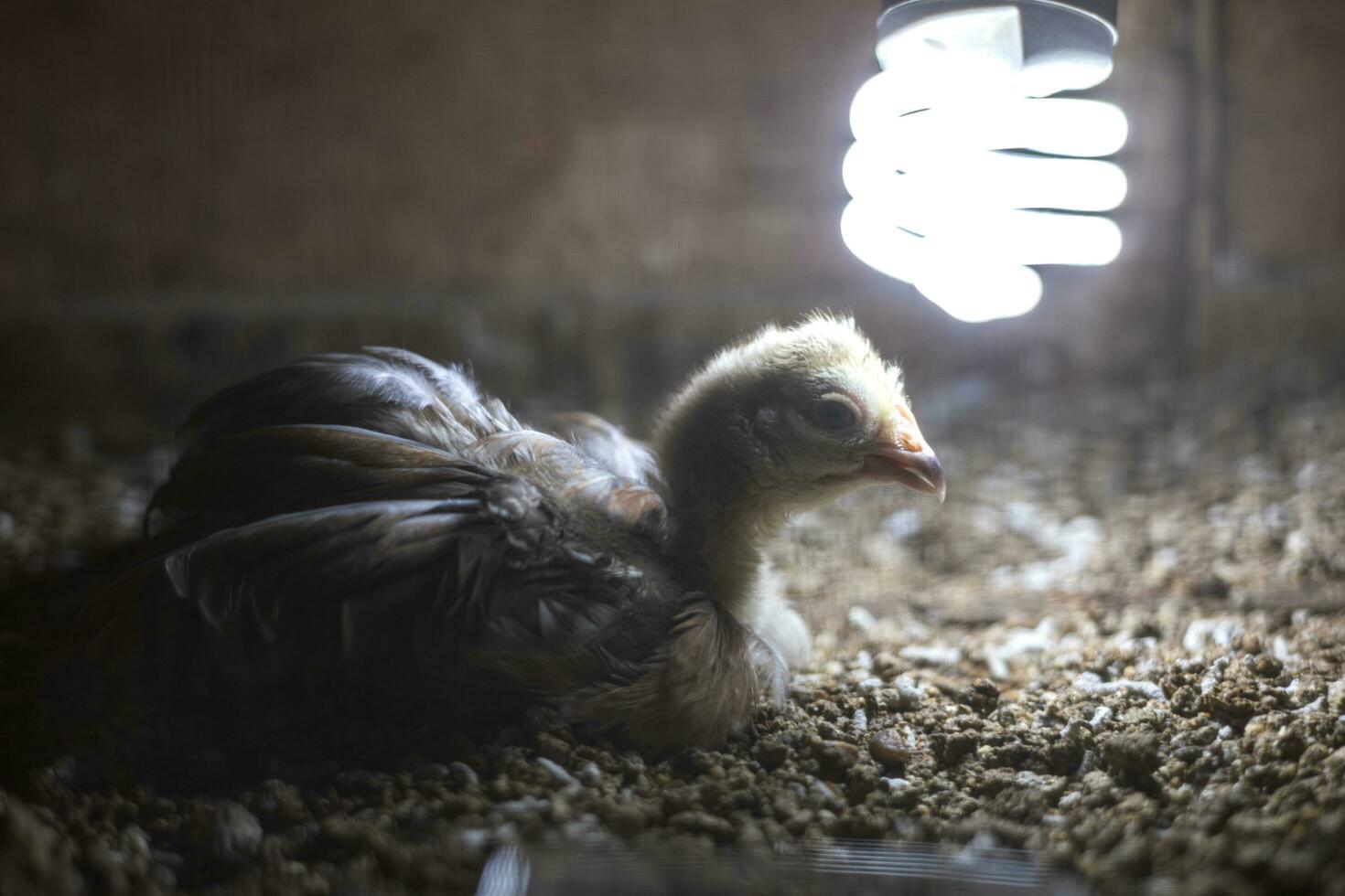 Blurred low angle view. A young yellow chick sits on the fertilized ground within a brown ray. photo