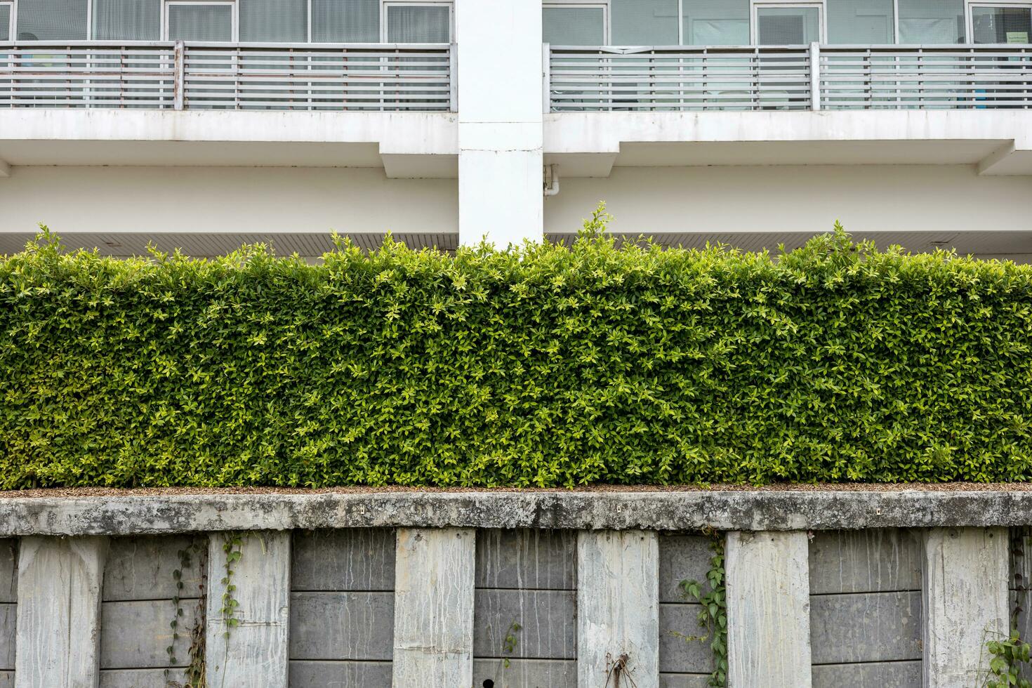 The view behind a wall of green hedges stretches on a concrete embankment platform. photo