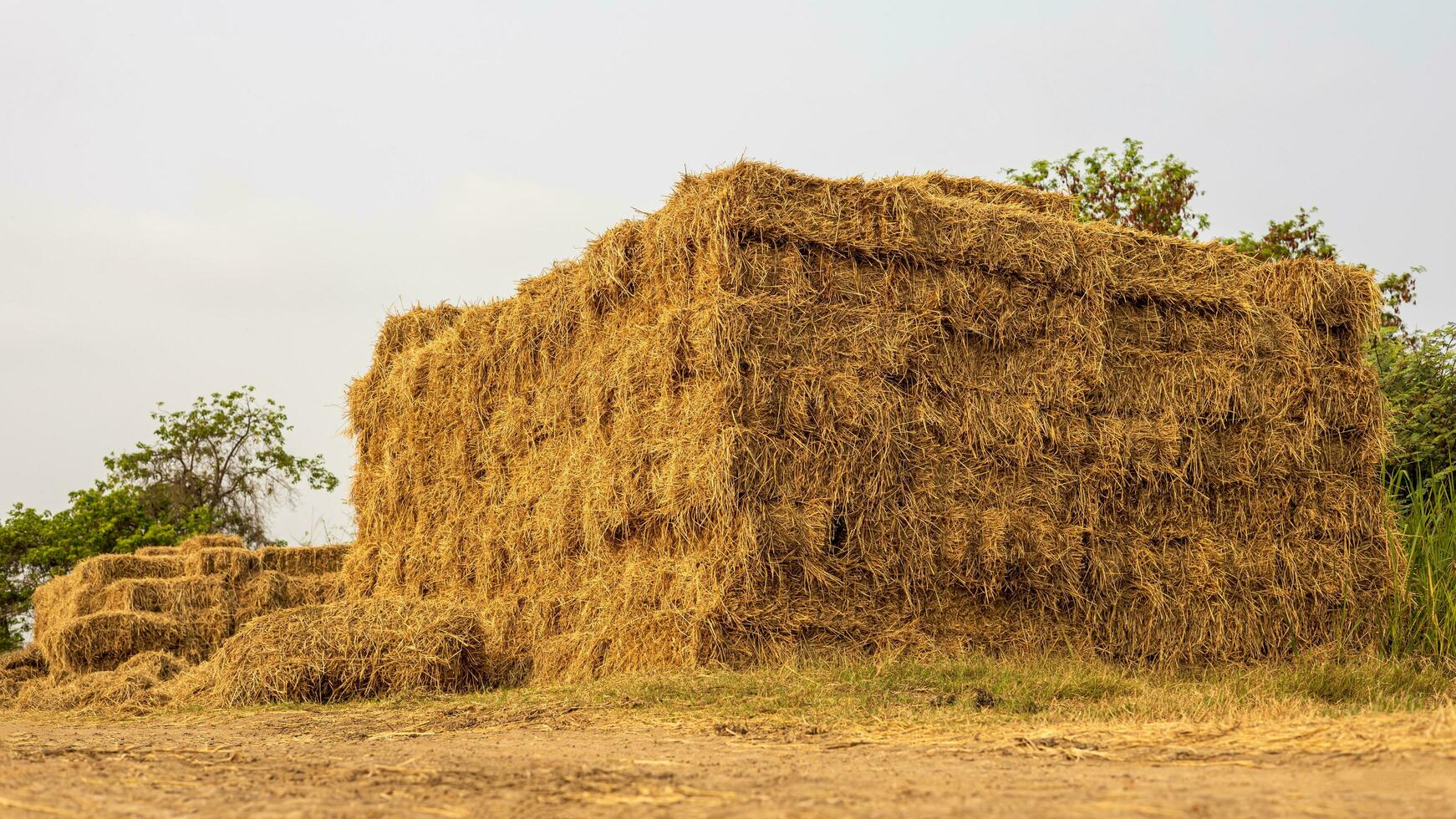 Low angle view. Heaps of straw bales from harvested rice fields piled up in dense rows. photo