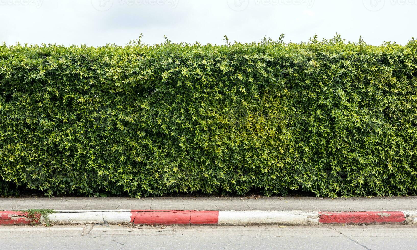 Low angle close-up view of fence wall background Many small green hedges. photo