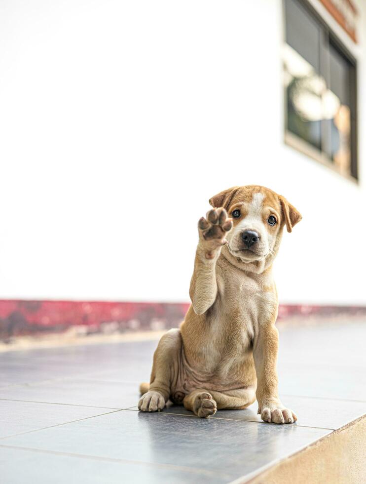 A white-and-brown Thai puppy is jokingly beckoning. photo