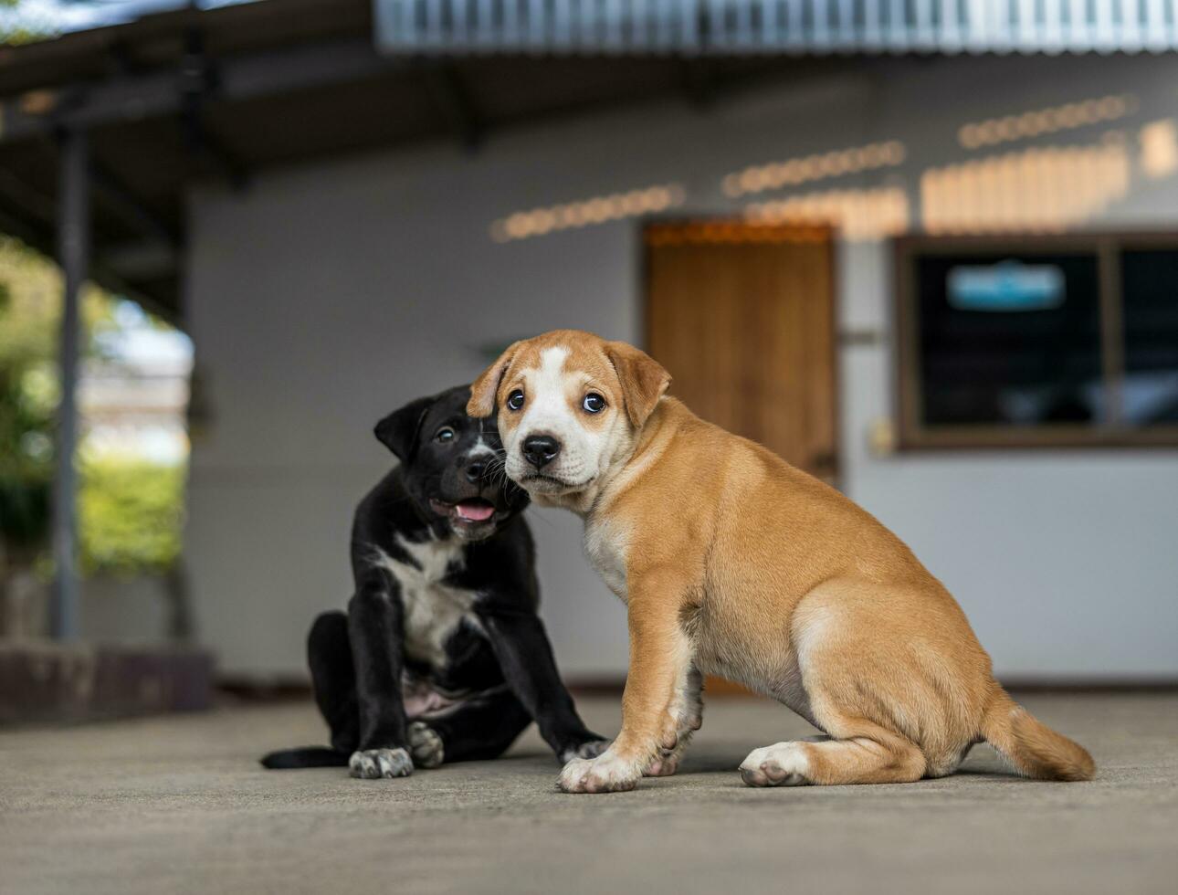 de cerca bajo vista, dos negro y bronceado tailandés perros sentado esperando y curioso a algo. foto