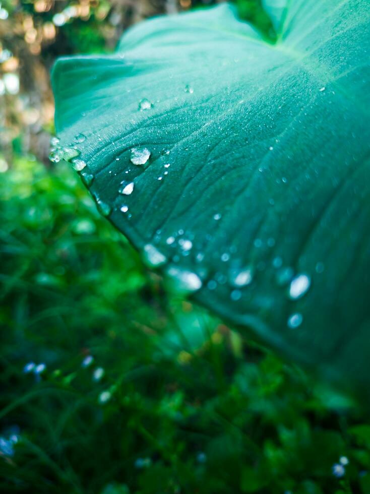 close up of taro leaf with dew drops photo