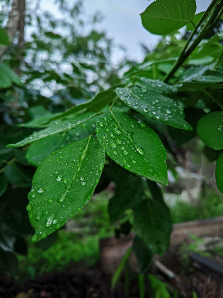 Fresh leaf background with dewdrops. Photo taken in the morning