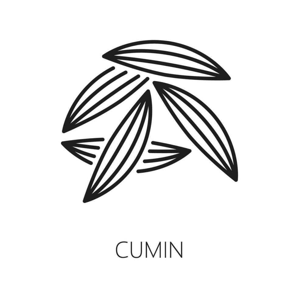 Cumin or caraway seeds isolated culinary herb icon vector