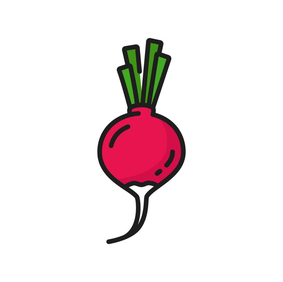 Radish vegetable with stem, veggie line icon vector