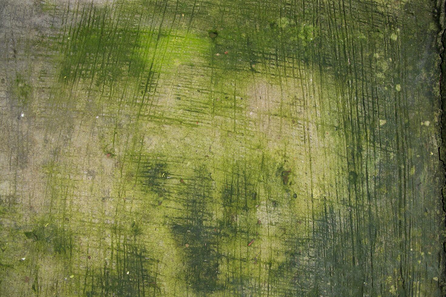 Fungi Green Moss Texture abstract background concrete floor photo