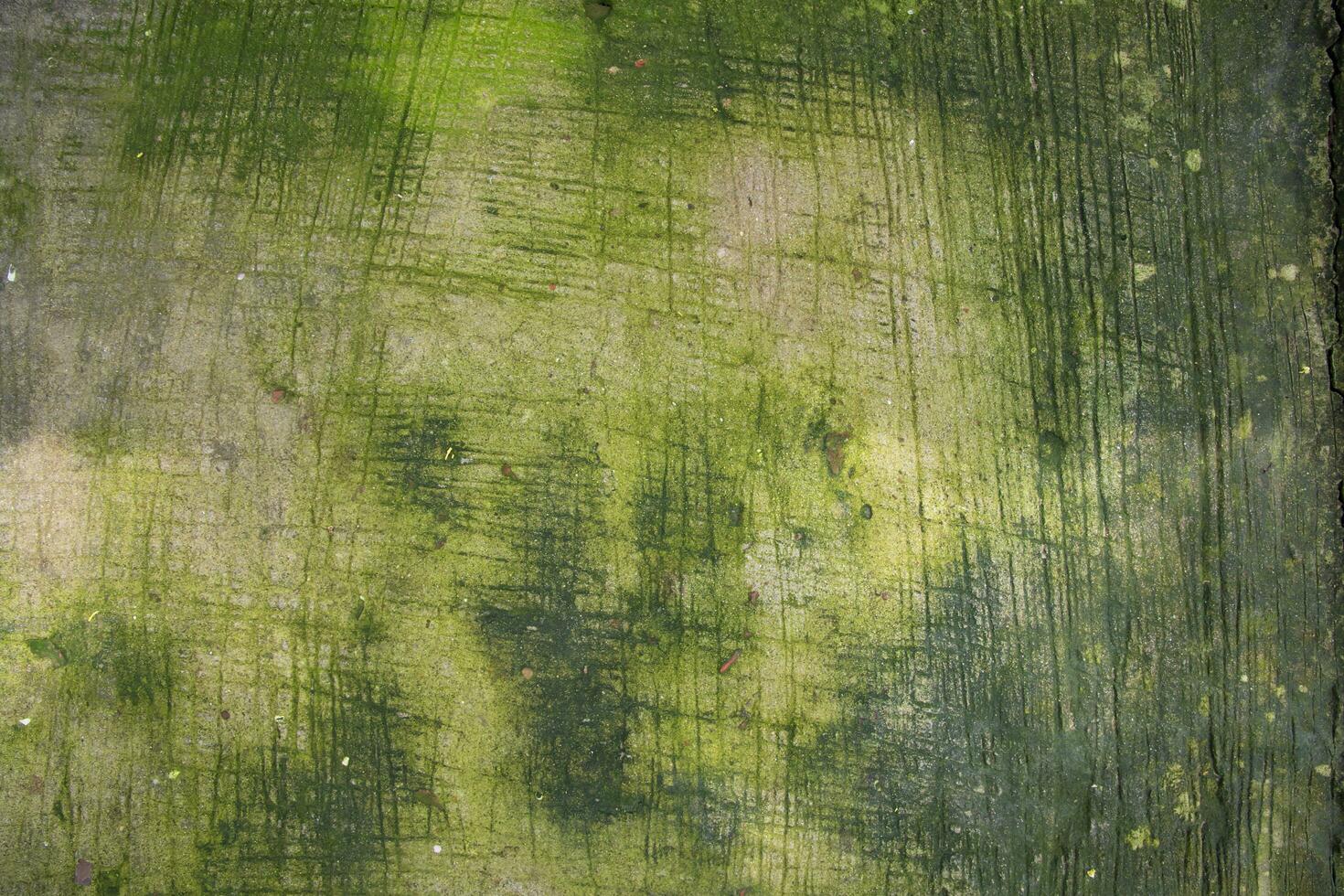 hongos verde musgo textura resumen antecedentes hormigón piso foto