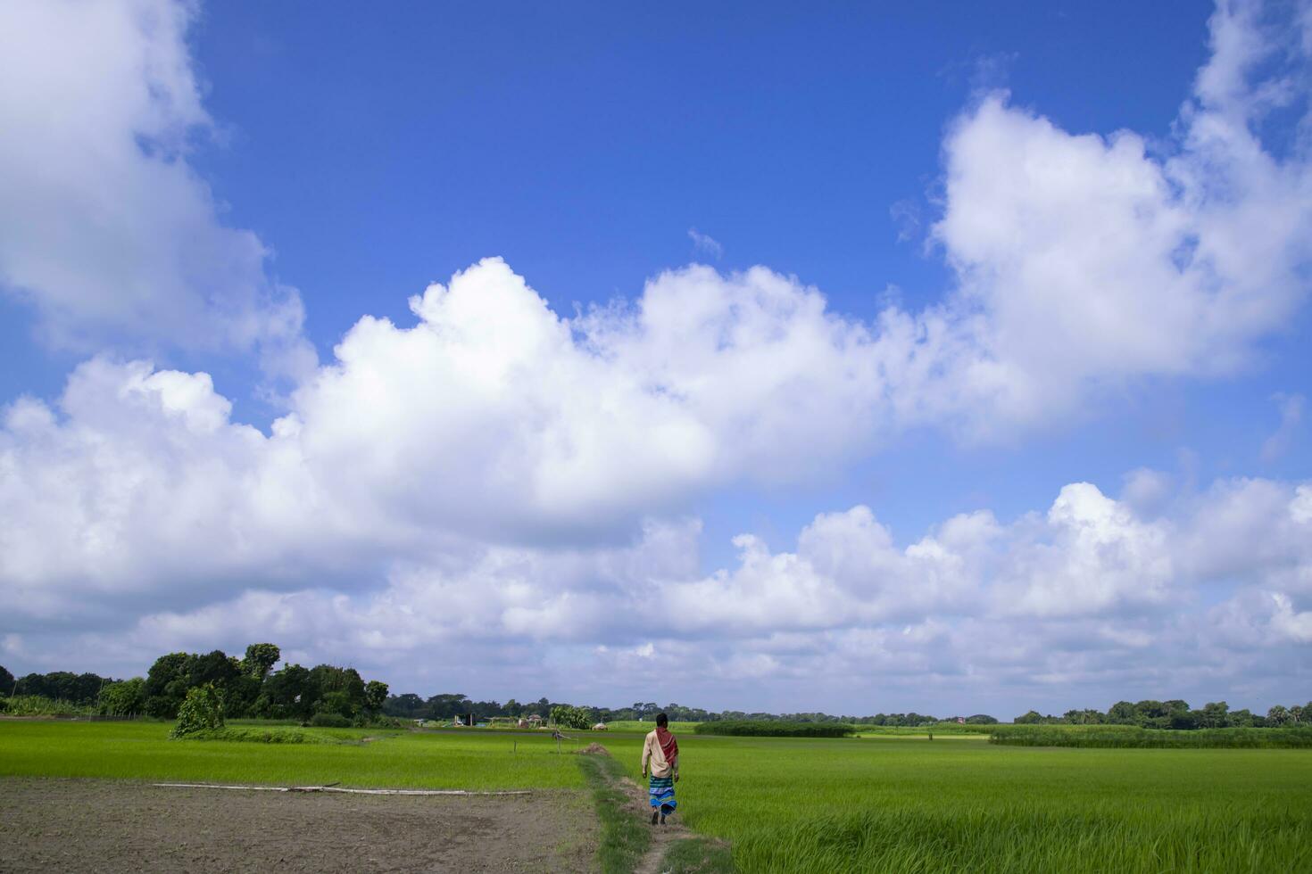 Landscape view of the grain  rice plant field under the white cloudy blue sky photo