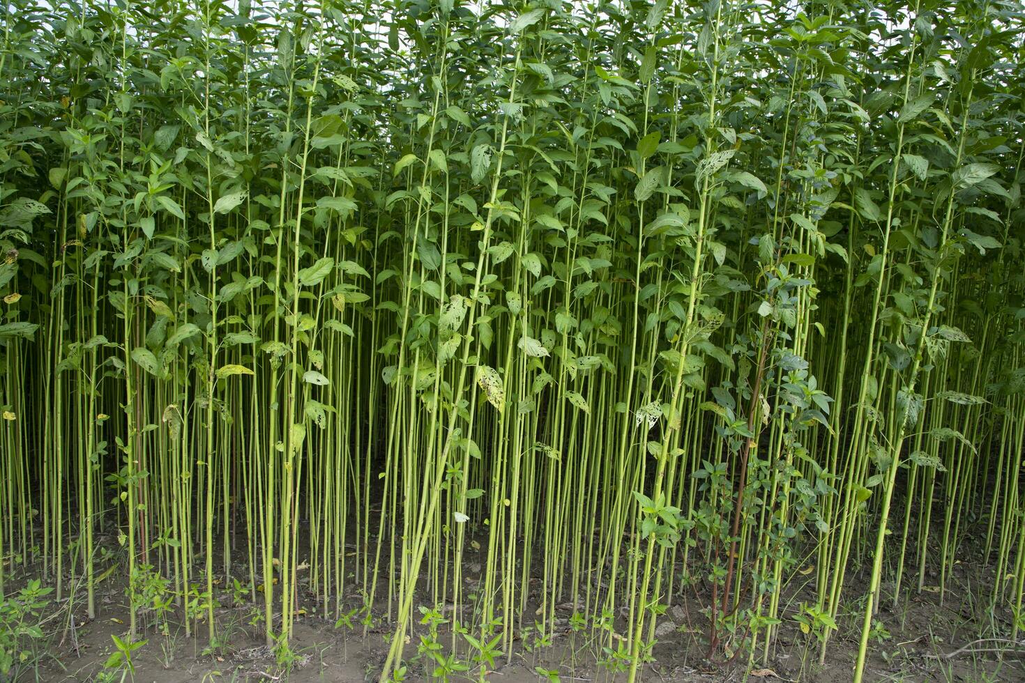 Green Raw Jute Plant pattern texture  can be used as a background wallpaper photo
